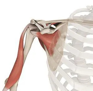 Illustration of human shoulder anatomy showing bones and major muscles, with focus on the rotator cuff and deltoid.