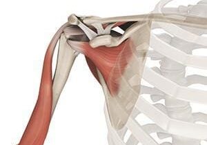 Illustration of human shoulder anatomy showing bones and major muscles, with focus on the rotator cuff and deltoid.