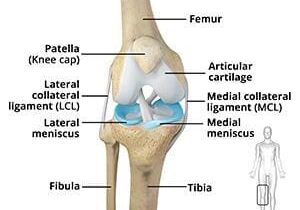 Anatomical diagram showing the human knee with labels for the femur, patella, articular cartilage, meniscus, fibula, tibia, and ligaments.